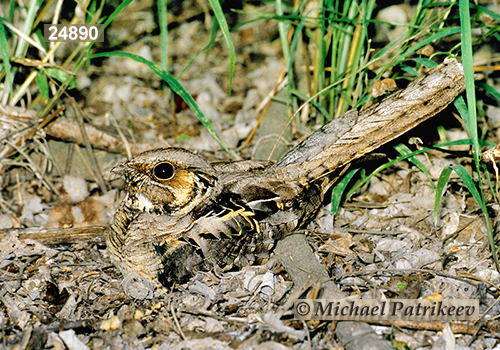 Common Pauraque (Nyctidromus albicollis)